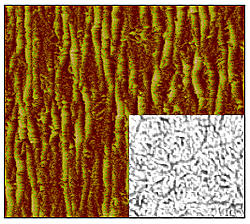 wrinkling in a single-wall carbon nanotube membrane