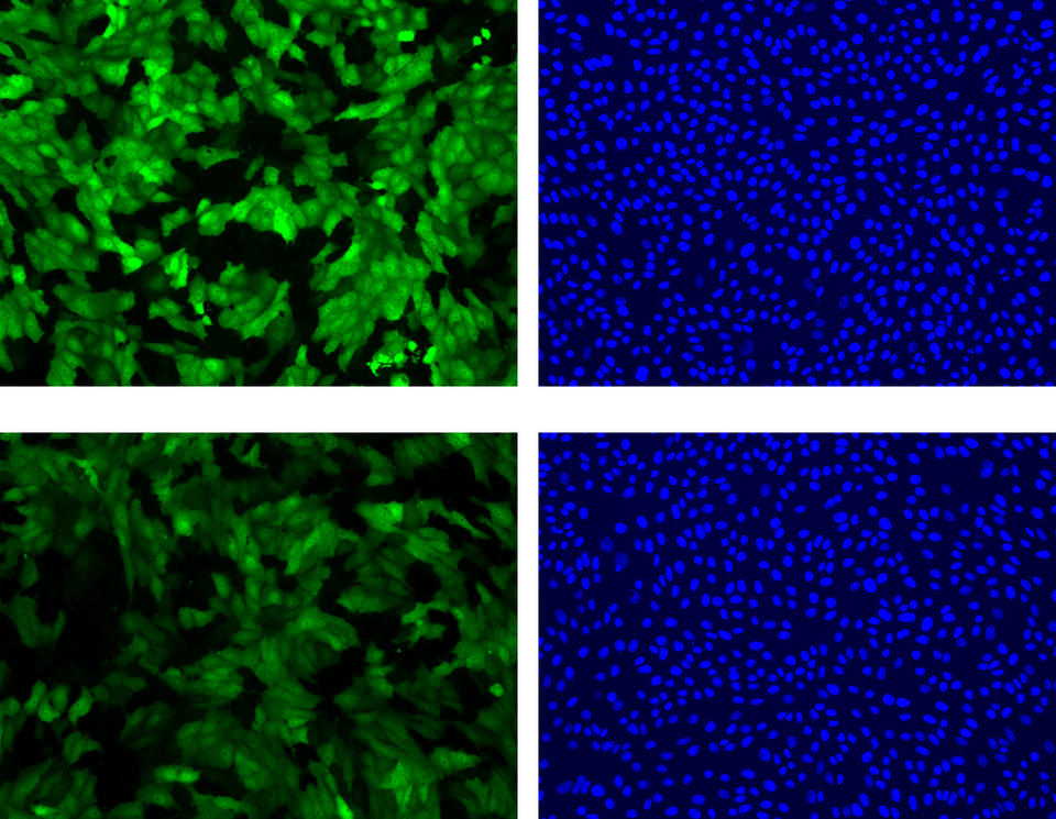 Microscopic photographs showing the level of fluorescence (green images) and the numbers of cells (blue images) at the time the cells were exposed to ricin and 6 hours later.