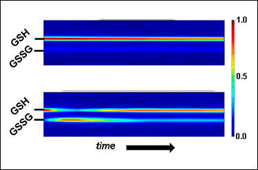 NMR data showing the levels of reduced glutathione (GSH) and oxidized glutathione (GSSG) over time in yeast cells at rest (top) and under oxidative stress (bottom).