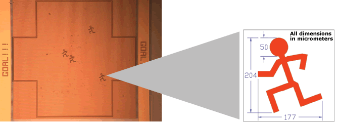 Photomicrograph of Field of Play with Defenders in Place