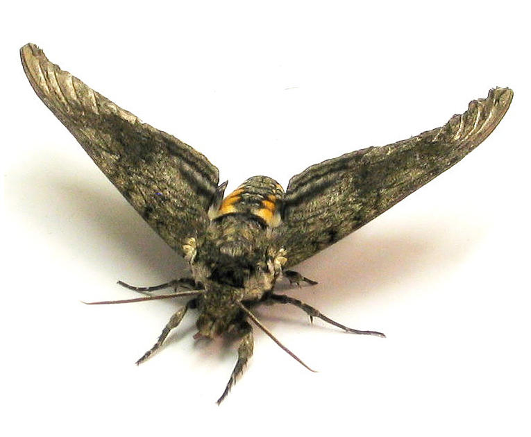 Photo of a moth