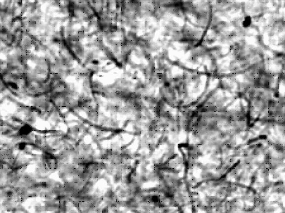 Confocal microscope image of a carbon nanotube/polypropylene composite. 