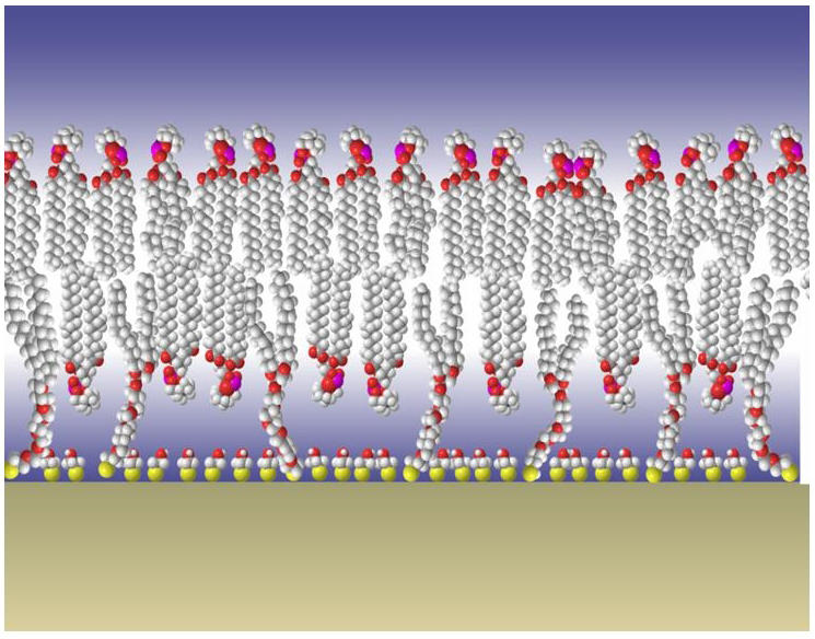Diagram of NIST's tethered bilayer membrane model