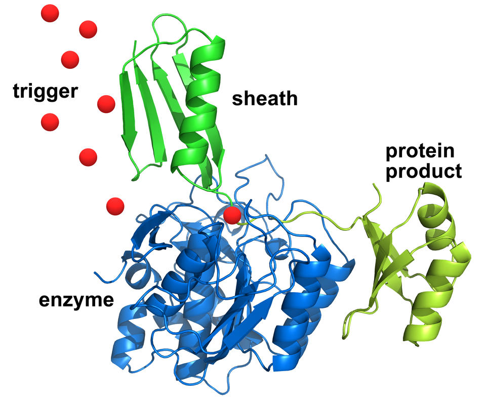 Illustration of protein purification