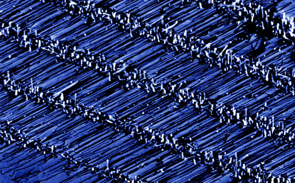 Scanning electron microscope image shows rows of horizontal zinc-oxide nanowires grown on a sapphire surface.