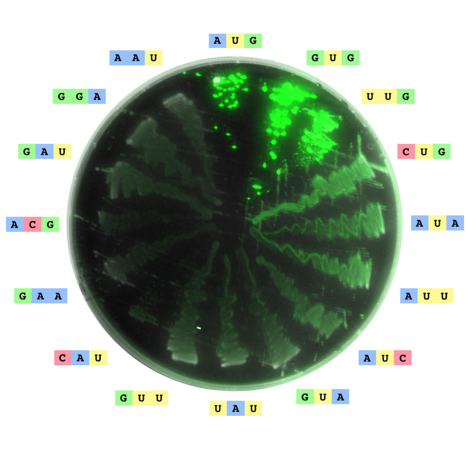 Image of an agar plate