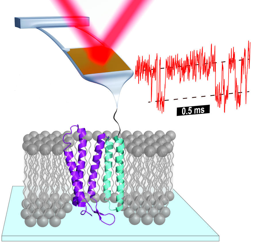 diagram of process to measure protein folding using AFM