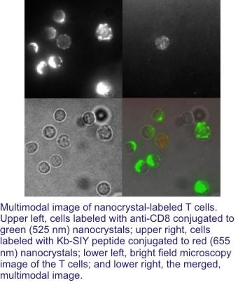 nanocrystal-labeled T cells