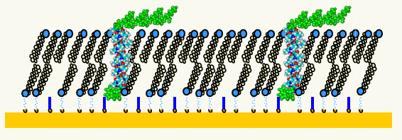 membrane