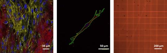 Cell Characterization for Cell Therapy and Regenerative Medicine 