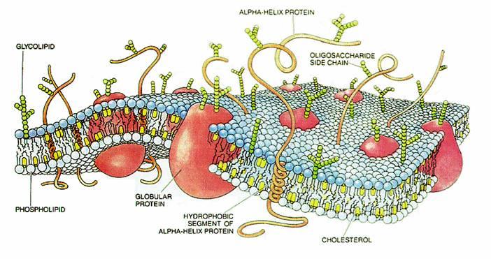 Diagram of a cell membrane with labels