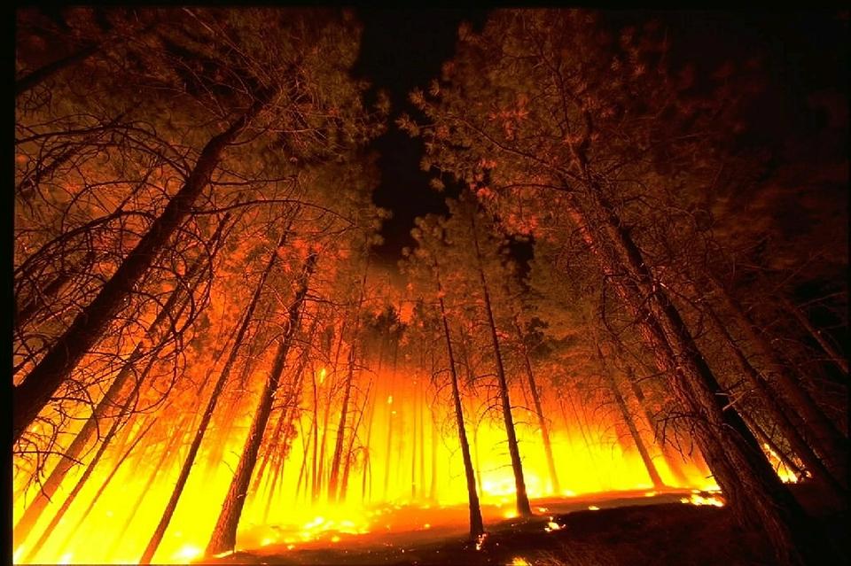 forest fire