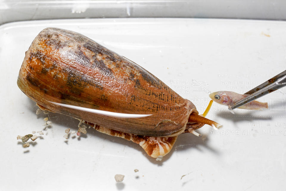 Striated cone snail, Conus striatus