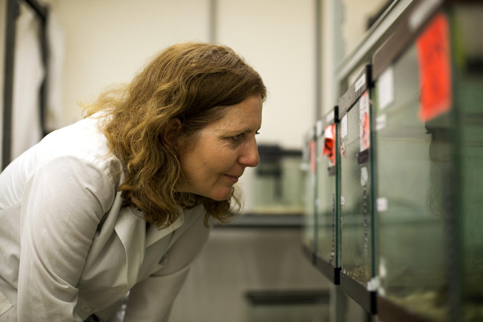 Scientist looking into tanks of snails