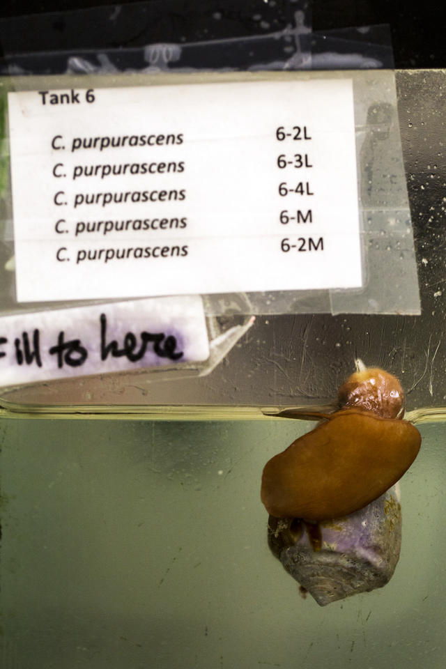 scientist looks into aquariums