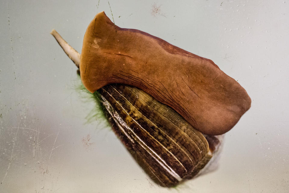 cone snail, as seen from underneath