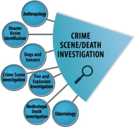 Crime Scene Death Investigation wedge