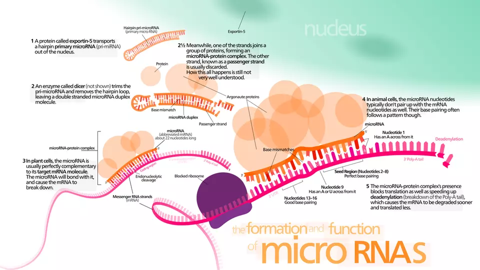 MicroRNA schematic and activity
