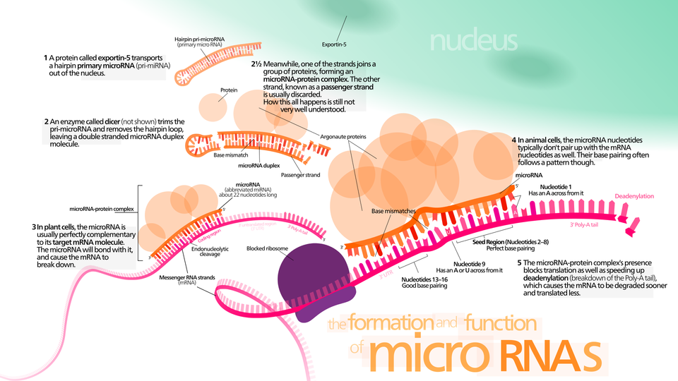 MicroRNA schematic and activity
