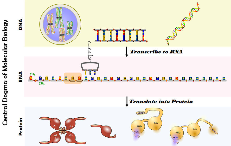 an illustration of the central dogma of molecular biology