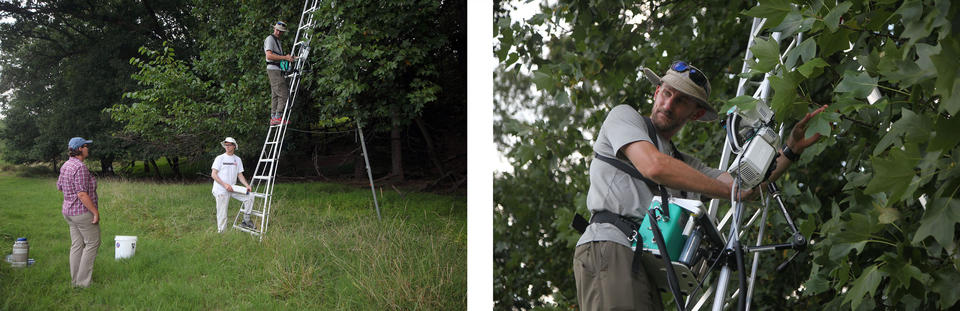 Two scientists on the ground as a third climbs a ladder into the forest canopy.