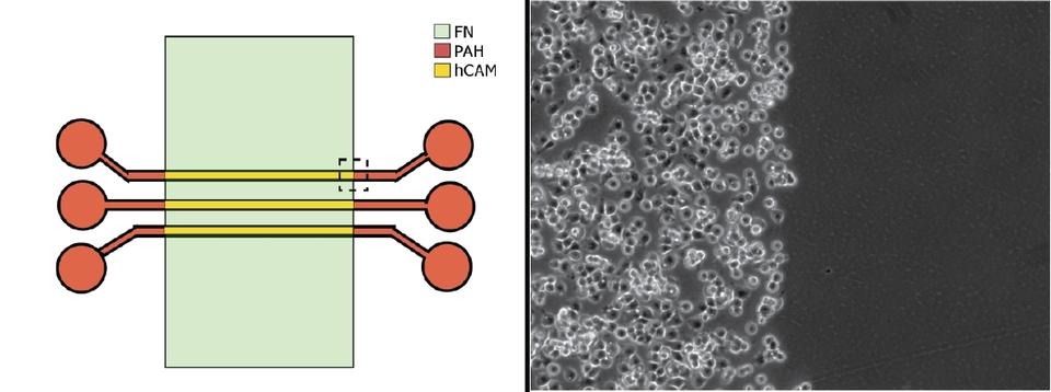 Left image of green rectangular box crossed by yellow slim rectangles with orange bulb ends, and right is black and white with small cells