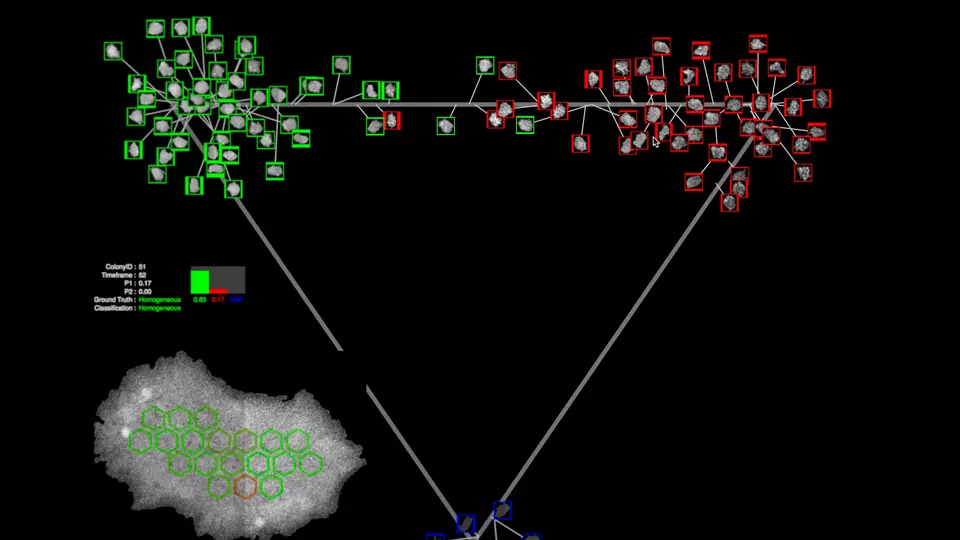 A still image from the WIPP software, which shows several cells outlined in red and several in green against a dark background.  Also pictured: a map of the cells geographic location within the petri dish.
