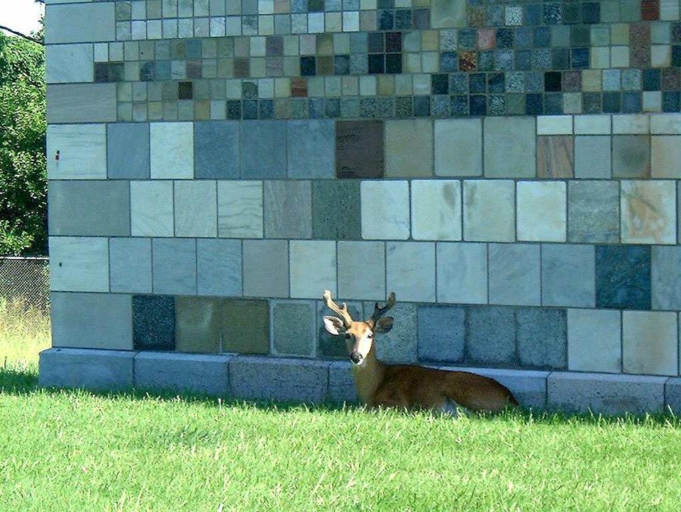 Wall with deer