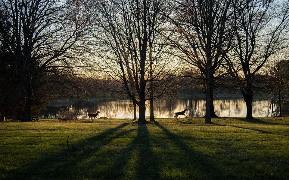 Two deer silhouetted against the dawn in front of one of NIST Gaithersburg's small lakes