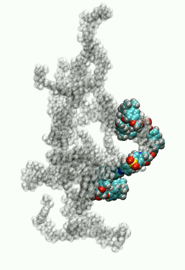 Simulation of epoxy chain dynamics