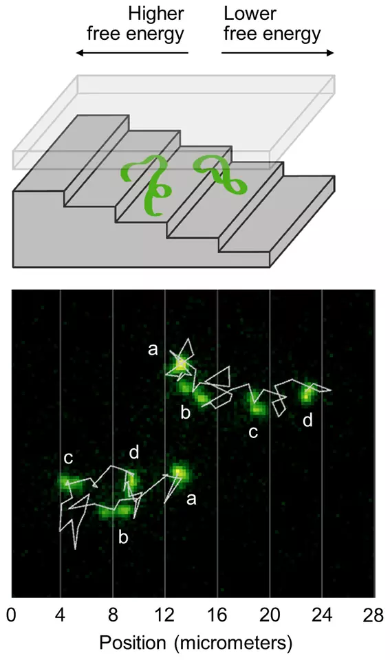 The top illustration shows a strand of DNA going down a nanometer-scale suitcase; the bottom illustration shows the trajectories of the DNA strands as they descend the staircase.