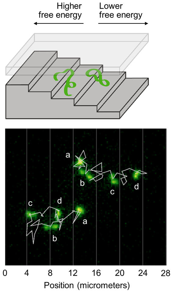 The top illustration shows a strand of DNA going down a nanometer-scale suitcase; the bottom illustration shows the trajectories of the DNA strands as they descend the staircase.