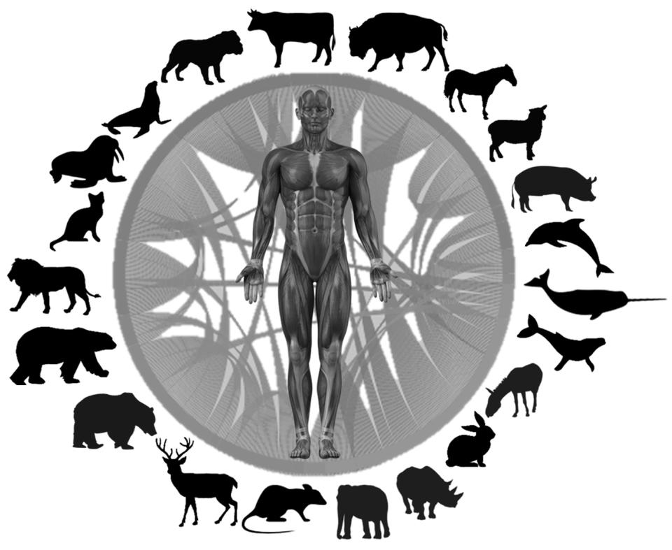 Illustration of a human figure at the center of a circle surrounded by silhouettes of a diverse set of 21 mammals.