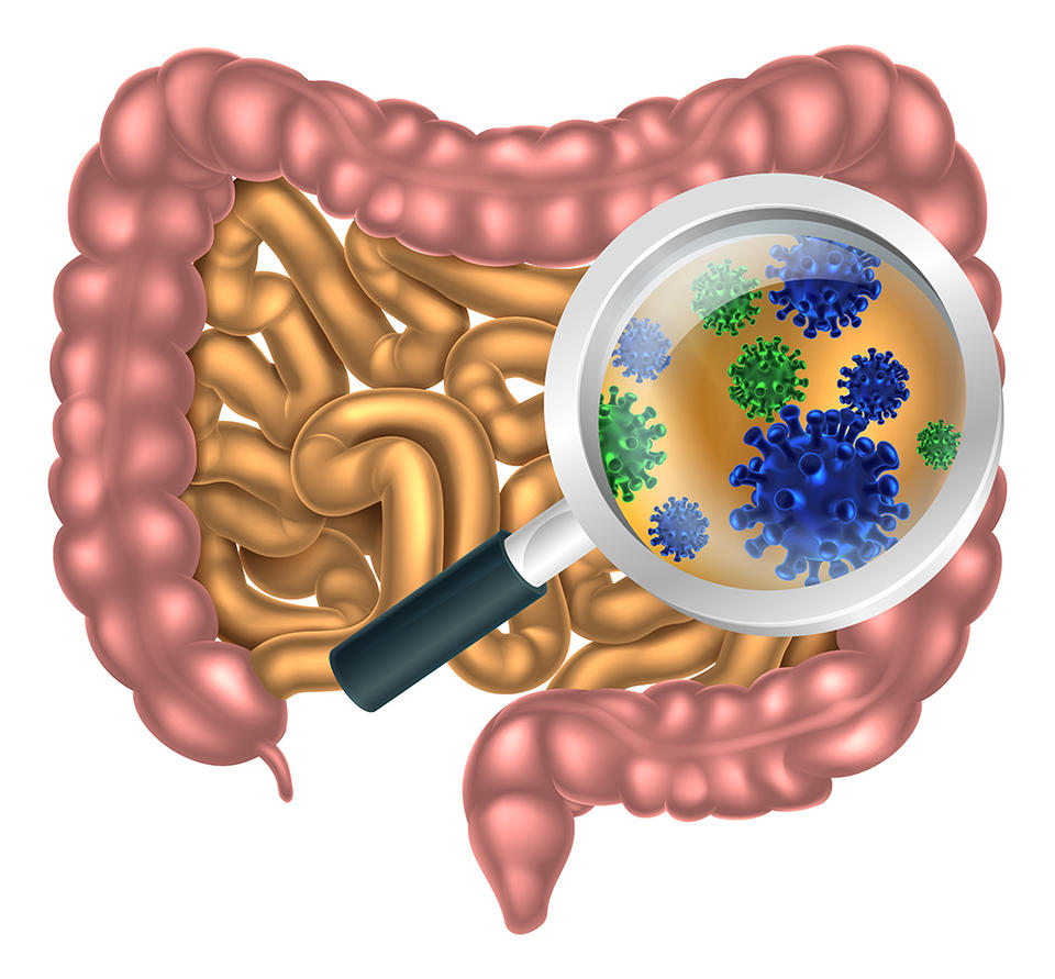 human digestive system with a magnifying glass inspecting the gut flora