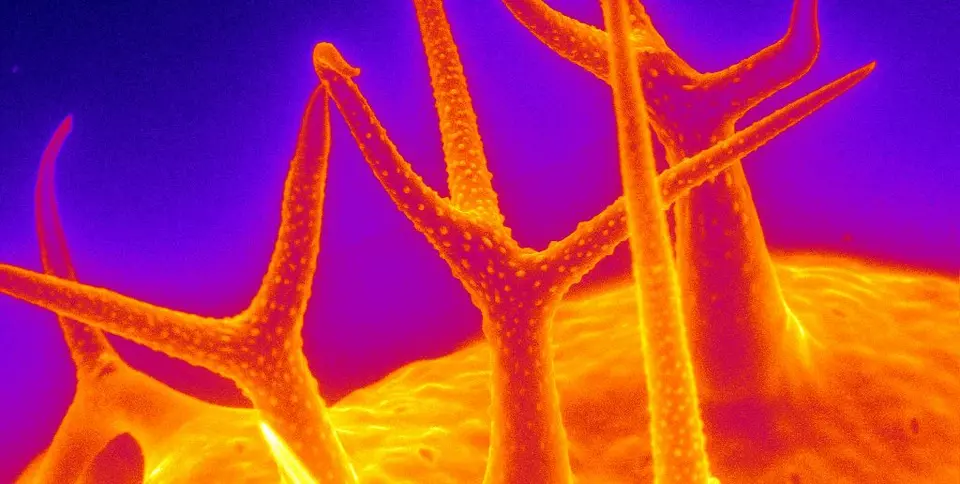 purple background. yellow-orange "hill" at bottom with tree-like structures reaching up
