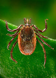 Photo of deer tick