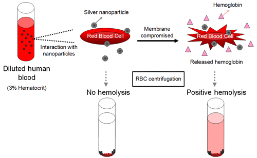Process for measurement of silver nanoparticle hemolytic properties.