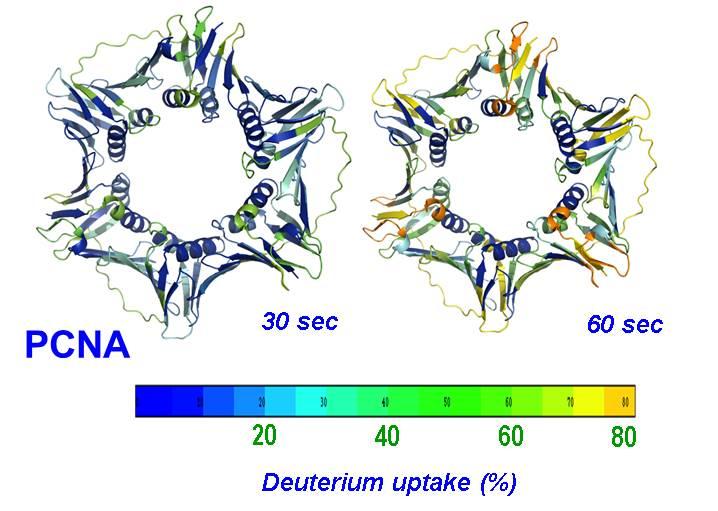 HDX-MS of PCNA