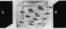 Idealized drawing shows polarization of cobalt-60 nuclei in a magnetic field at a temperature near absolute zero.