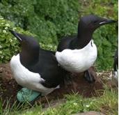 Seabirds