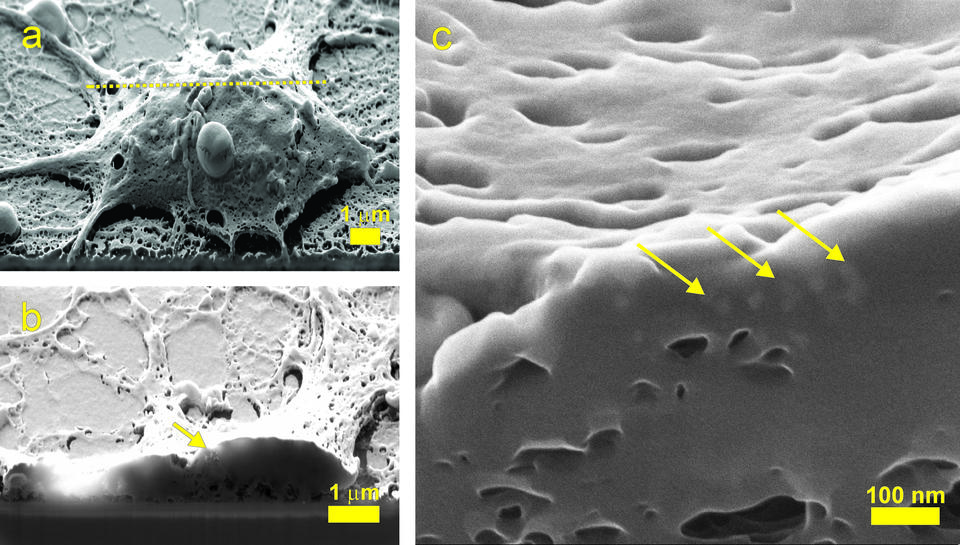 three close up images of cells