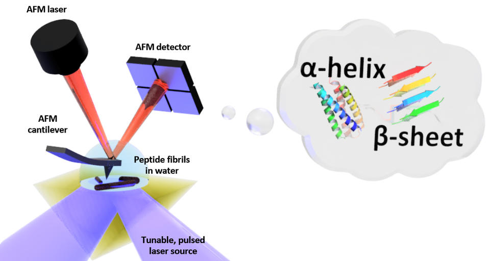 Illustration of light ricocheting from a cantilever that's probing a petide sample in water