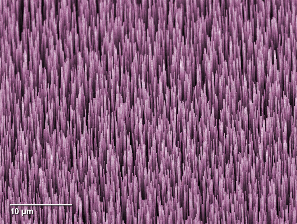 Colorized micrograph of multi-walled carbon nanotubes