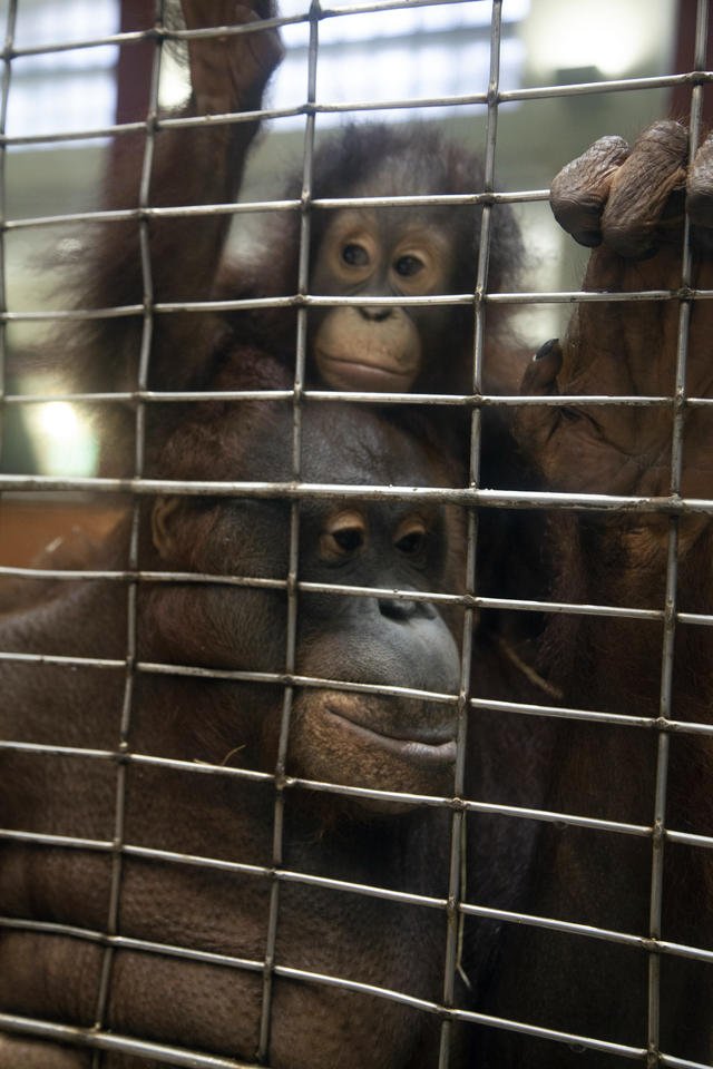 A baby orangutan sits atop her mother's shoulders. 