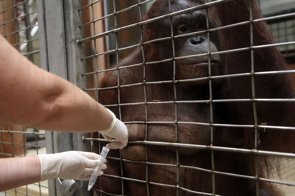 An orangutan allows a worker to collect her breast milk into a vial