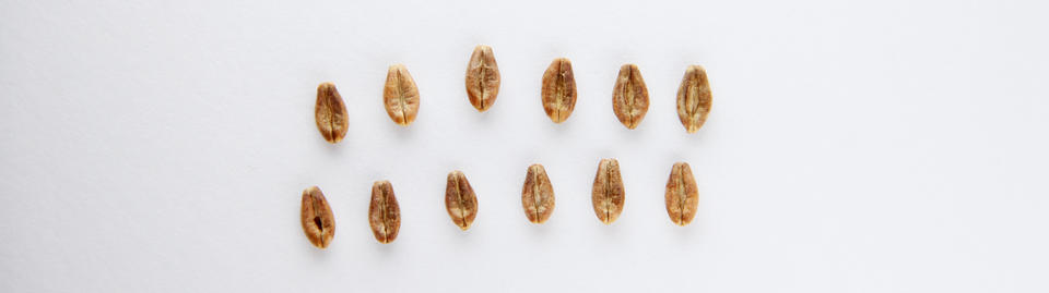 Two rows of barleycorn with 6 on each row. White background.