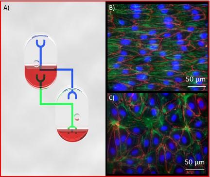 pumpless microfluidic device