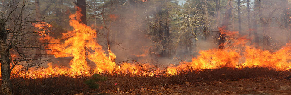 A fire burns along the ground at the edge of a wooded area.