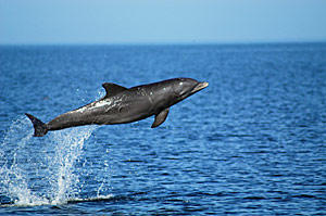 Bottlenose dolphin