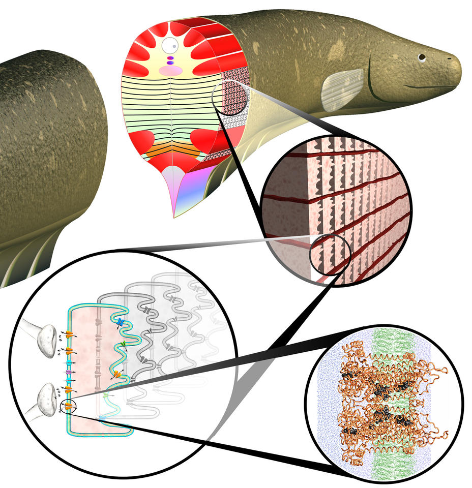 Illustration of the anatomy of an electric eel